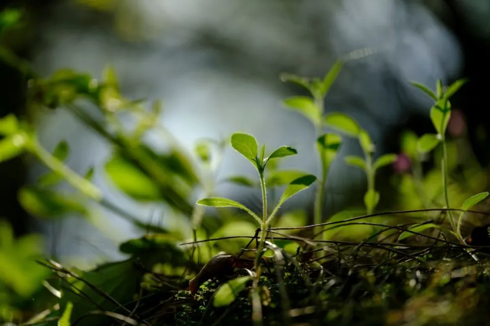 growing green plants