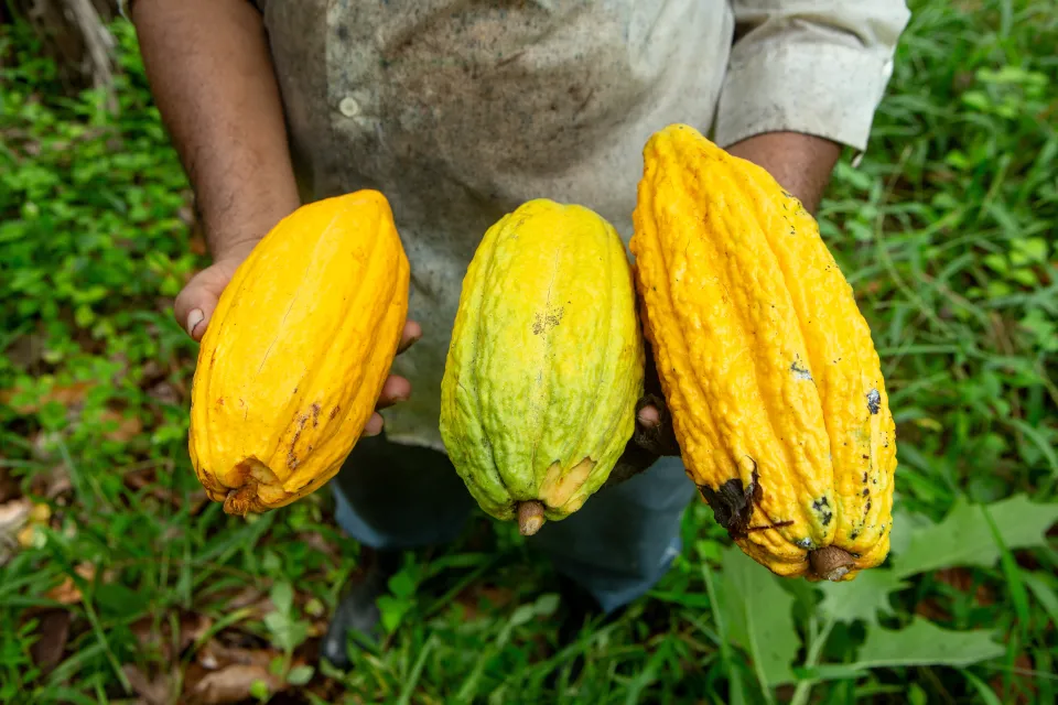 coco3