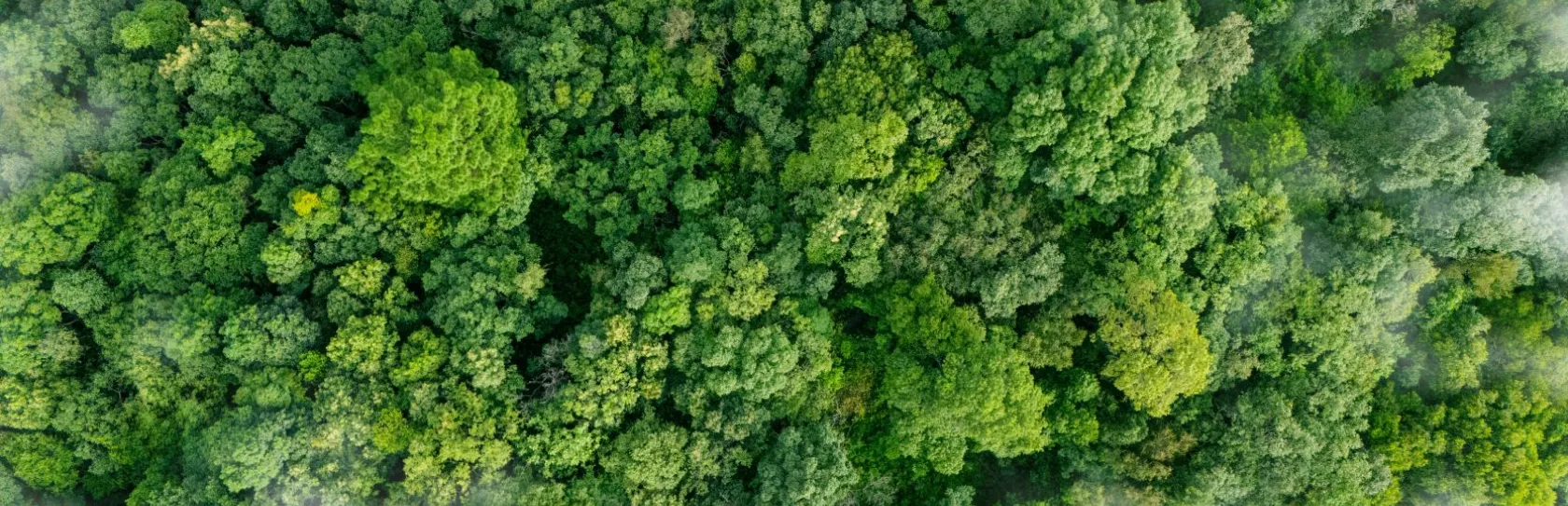 jungle areal view