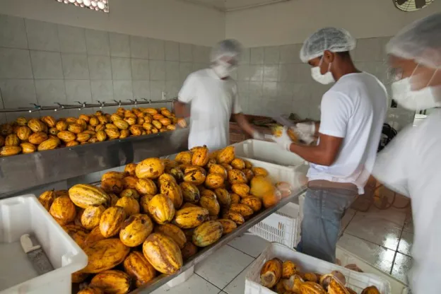 sustainable cocoa production